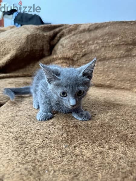 Russian blue kitten 6