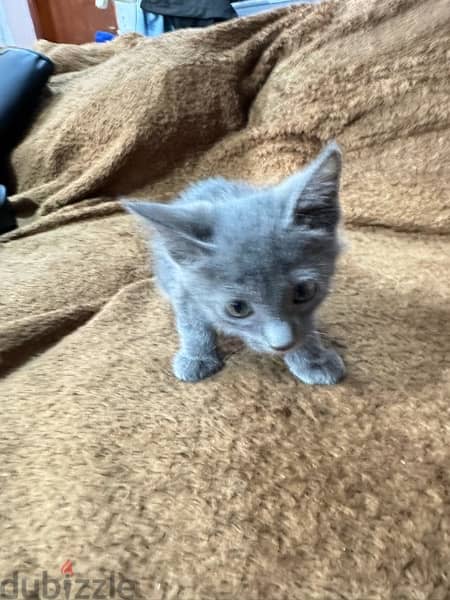 Russian blue kitten 7