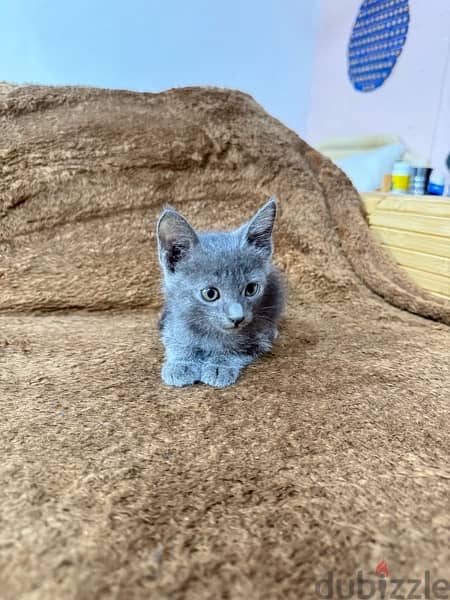 Russian blue kitten 8