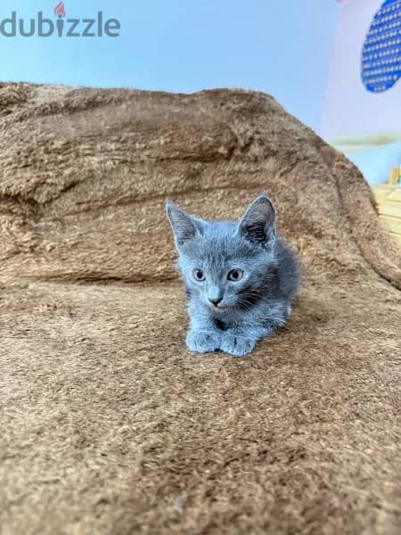 Russian blue kitten 9