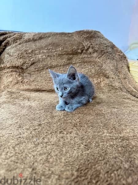 Russian blue kitten 10