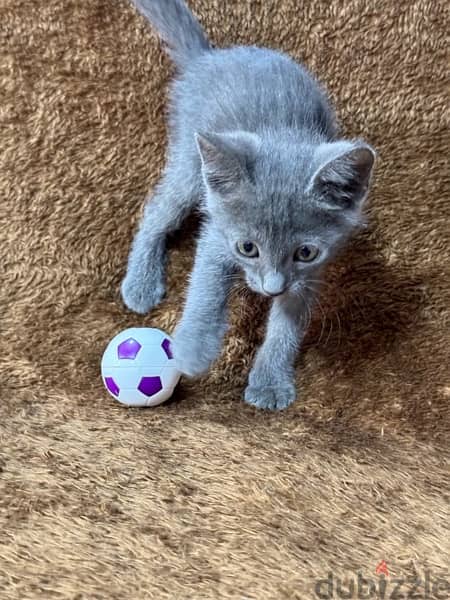 Russian blue kitten 11