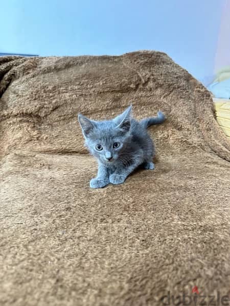 Russian blue kitten 12