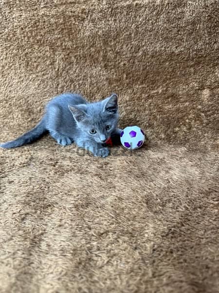 Russian blue kitten 13