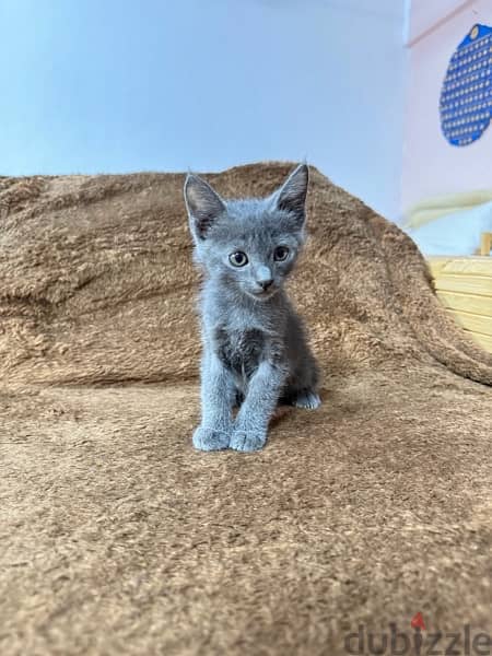 Russian blue kitten 14