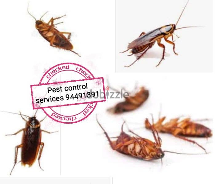 We have professional pest control service's & fogging also have 3