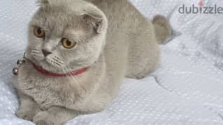 scottish fold female cat