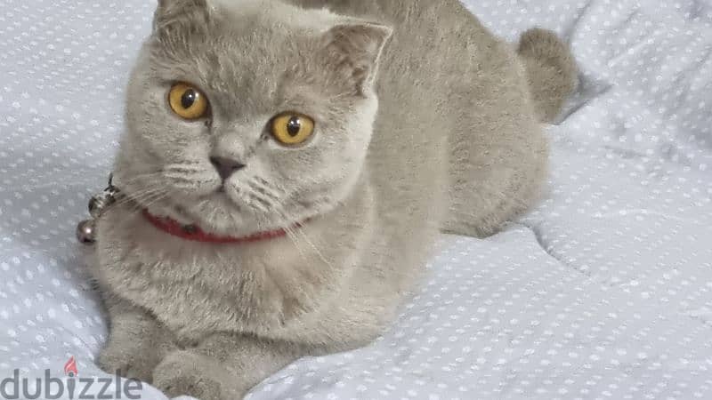 scottish fold female cat 1