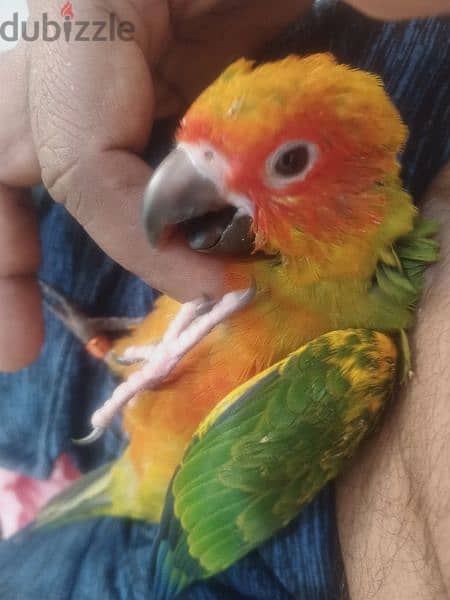 sun conure  chicks 1