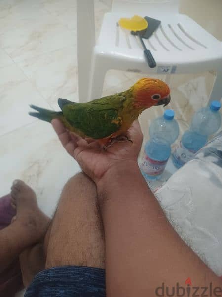 sun conure  chicks 2