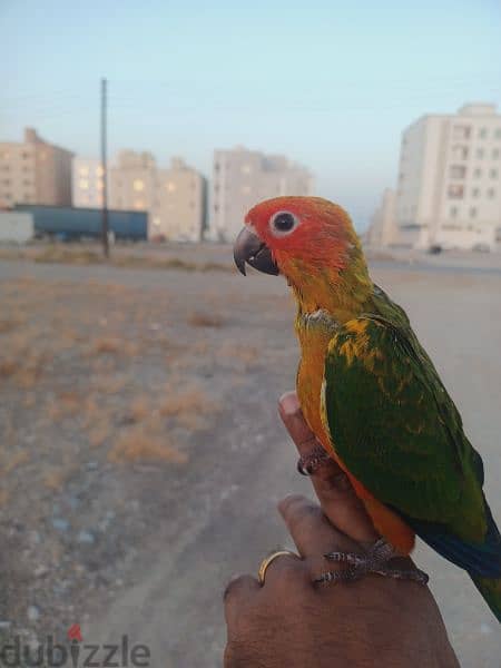 sun conure  chicks 3