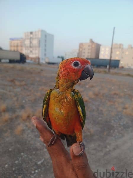 sun conure  chicks 4