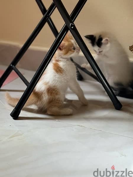 cats for sale قطط شيرازيه للبيع 5