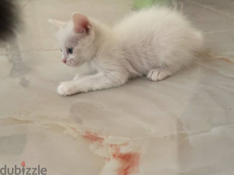 cats for sale قطط شيرازيه للبيع 7