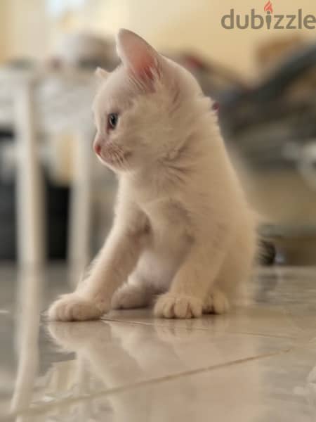 cats for sale قطط شيرازيه للبيع 8