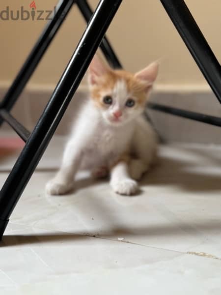 cats for sale قطط شيرازيه للبيع 9