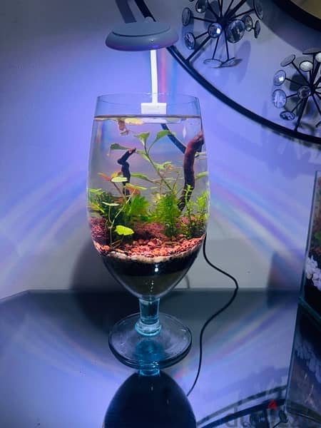 Mini bowl Aquascape with light and Betta for sale 0