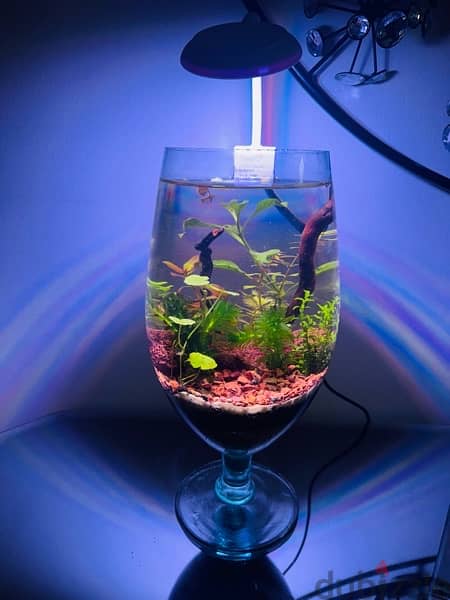 Mini bowl Aquascape with light and Betta for sale 1