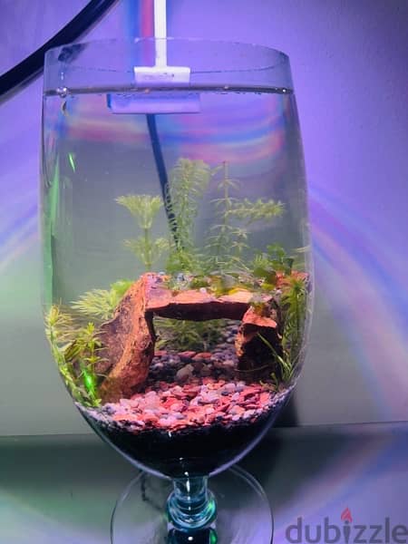 Mini bowl Aquascape with light and Betta for sale 2