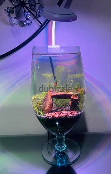 Mini bowl Aquascape with light and Betta for sale 3