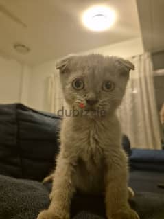 Scottish fold kitten 0