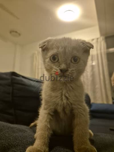 Scottish fold kitten