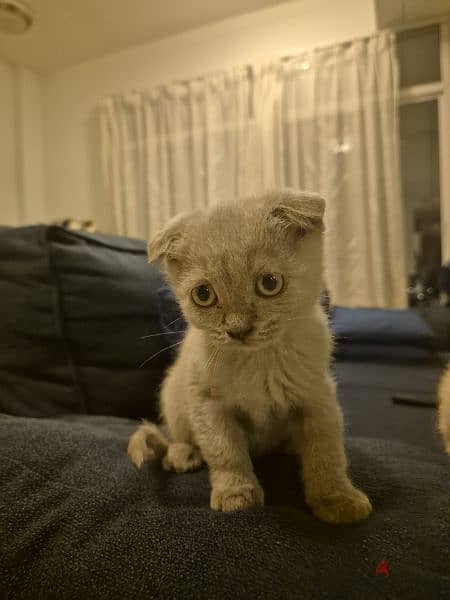 Scottish fold kitten 1