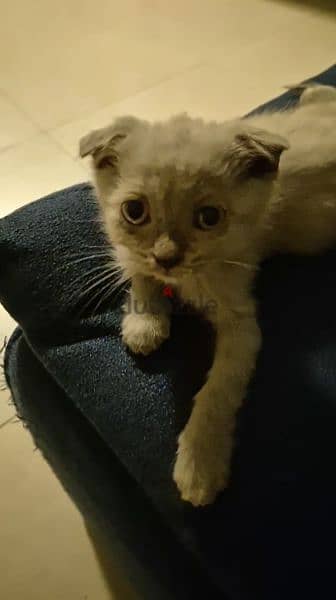 Scottish fold kitten 2