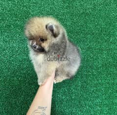 PoMeranina for sale. WhatsApp +1 (484)718‑9164‬ 0