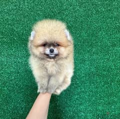 Male TCup Pomeranian for sale 0