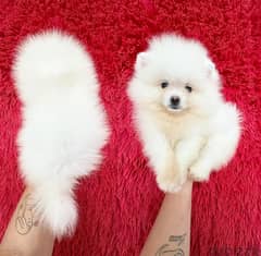 Trained Pomeranian puppy for sale