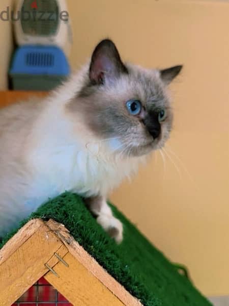 Himalayan Cat Female 0