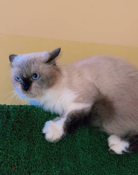 Himalayan Cat Female 1