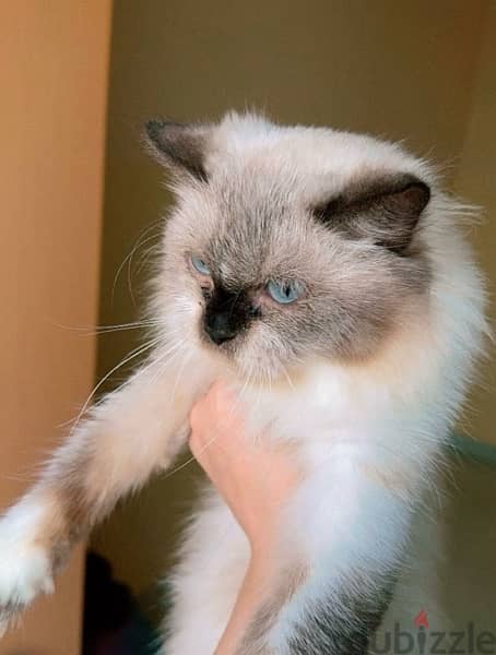 Himalayan Cat Female 2