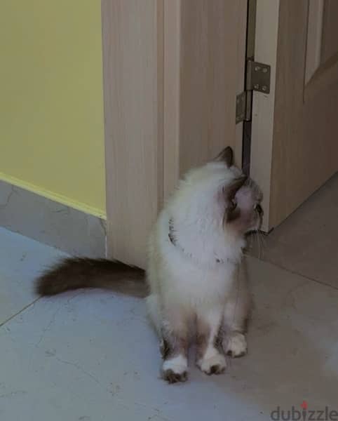 Himalayan Cat Female 3