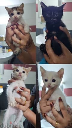 Kittens for adoption