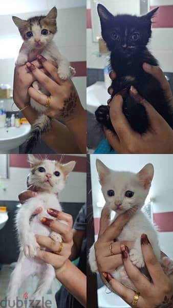 Kittens for adoption 0