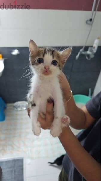 Kittens for adoption 1