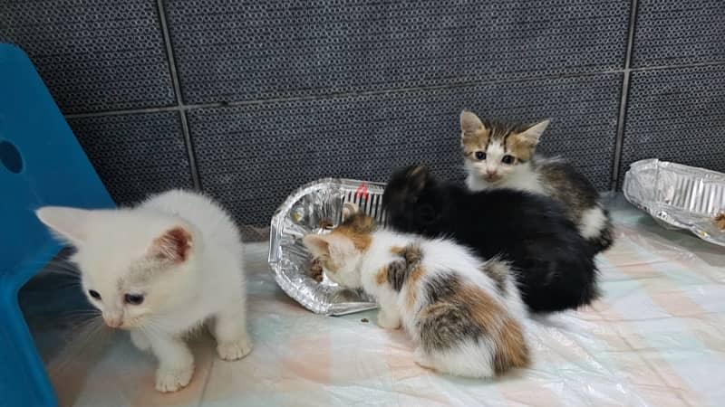 Kittens for adoption 2