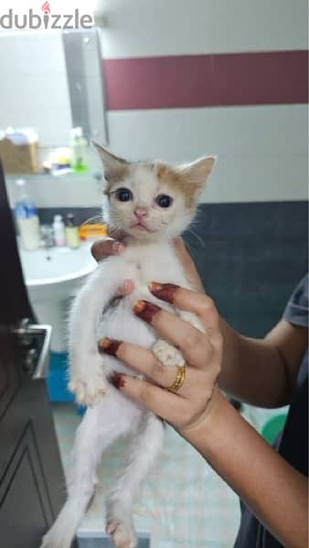 Kittens for adoption 3