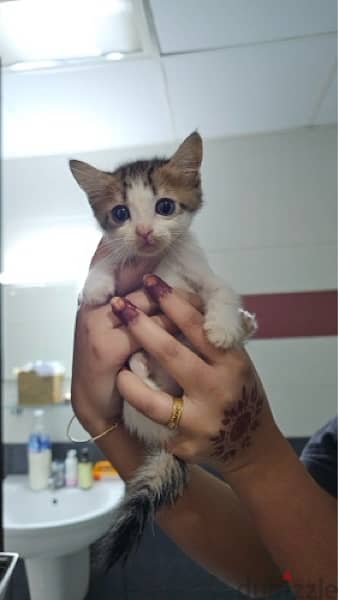 Kittens for adoption 5