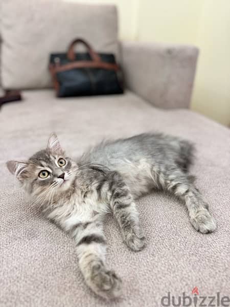 Playfull CATs for adoption-FREE 10