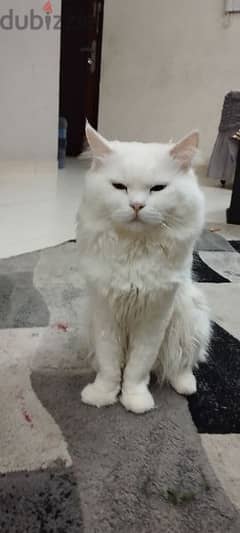 Blue Eyes Persian cat for sale