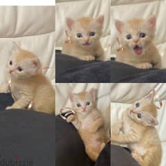 قطط للبيع Cats for Sell 0