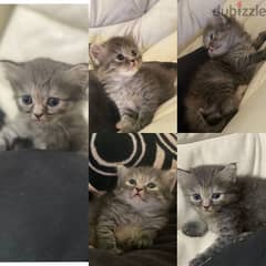 قطط للبيع Cats for Sell