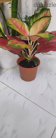 Plant for sale