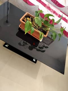 table with money plant