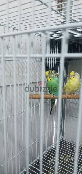 couple love birds for sale 1