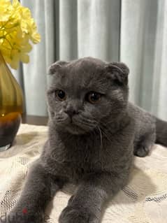 Scottish Fold for sale