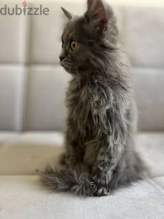 Persian ( Sherazi) Kitten (2.5 months old) lovable and potty trained